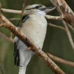 2013196期福彩双色球开奖号码正式公布 a6kmco